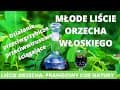 Młode liście orzecha- prawdziwy cud natury. Jak je wykorzystać i jakie mają właściwości