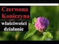 CZERWONA KONICZYNA - właściwości, działanie