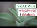 SZAŁWIA - jak działa, jakie ma właściwości