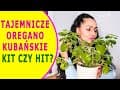 Tajemnicze OREGANO KUBAŃSKIE /mięta meksykańska/ - KIT czy HIT? Czy warto uprawiać je w domu?