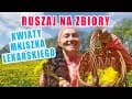 Mniszek lekarski - na co działa i dlaczego warto zbierać jego kwiaty