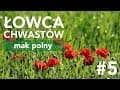 Łowca Chwastów (odc. 5) - mak polny