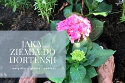 Jaka ziemia do hortensji – wszystko o glebie i podłożu - CzasNaOgrod.pl