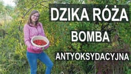 Nawłoć pospolita i dzika róża - cenne surowce w fitoterapii