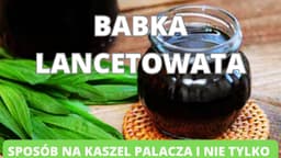 Babka lancetowata- sposób na kaszel palacza i nie tylko. Jak w prosty sposób zrobić syrop?