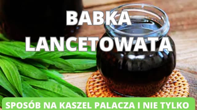 Babka lancetowata- sposób na kaszel palacza i nie tylko. Jak w prosty sposób zrobić syrop?