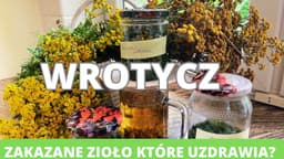 Wrotycz- zakazane zioło które uzdrawia. Od łuszczycy przez reumatyzm do nużeńca, świerzba i grypy