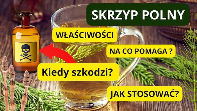 Skrzyp polny: niebezpieczny czy leczniczy? Odkryj prawdę! Właściwości, działanie, na co pomaga?