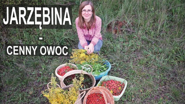 Jarzębina - cenny owoc odżywczo - oczyszczający