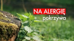 Zioła na alergię: POKRZYWA. Czajnikowy.pl