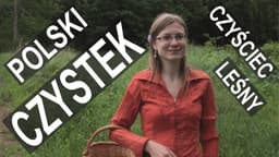 Czyściec leśny - polski czystek