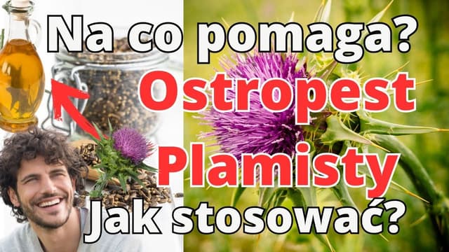 Ostropest Plamisty, co zrobi z Twoją wątrobą? ! Jak Stosować i Na Co Pomaga?