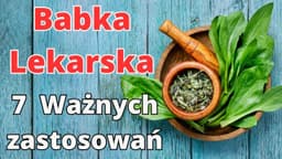 Babka Szerokolistna inaczej Zwyczajna 🍃🍃🍃zastosowanie, właściwości, na co pomaga i jak stosować