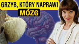 Grzyb, który naprawia MÓZG - Fenomen soplówki jeżowatej