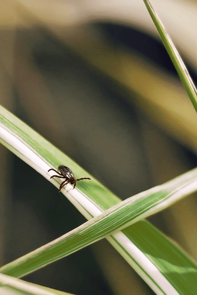 Naturalne i sprawdzone sposoby na kleszcze - Klaudyna Hebda Blog