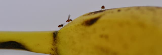 Muszki owocówki - skąd się biorą i jak się ich pozbyć?