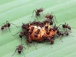 Jak pozbyć się mrówek z domu?