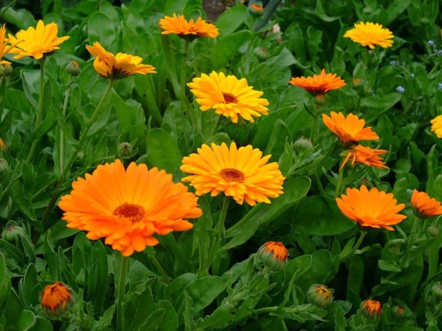 Nagietek lekarski (Calendula officinalis) - Blog zielarski